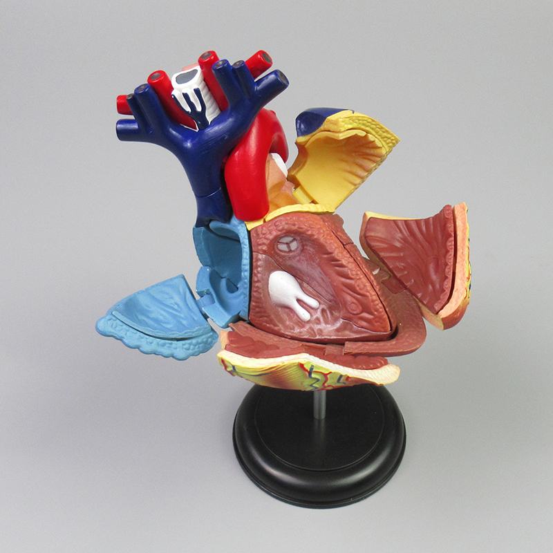 Human heart model